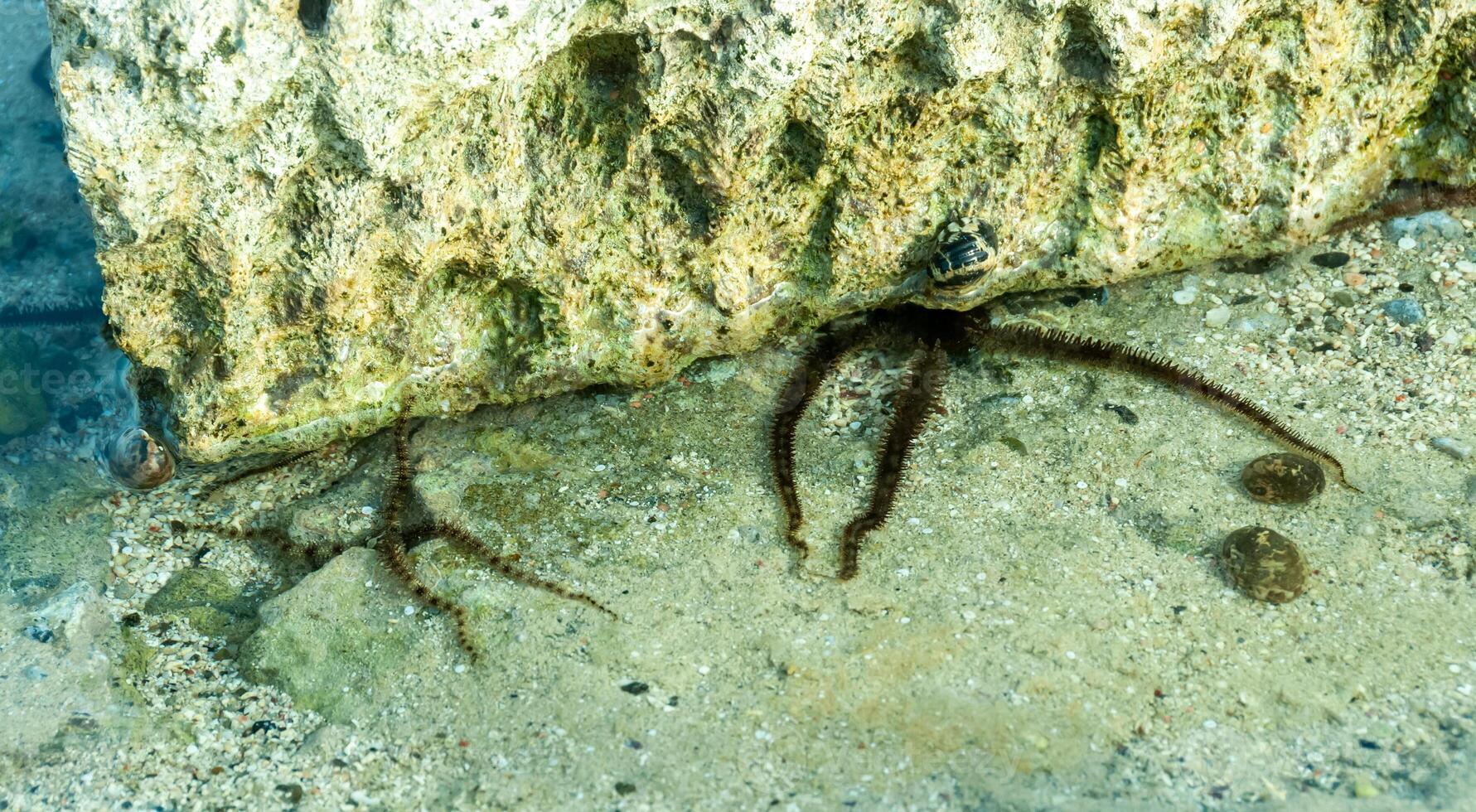 Brittle star Ophiocoma scolopendrina crawling slowly over rocks at the coral reef, Red Sea, Egypt photo
