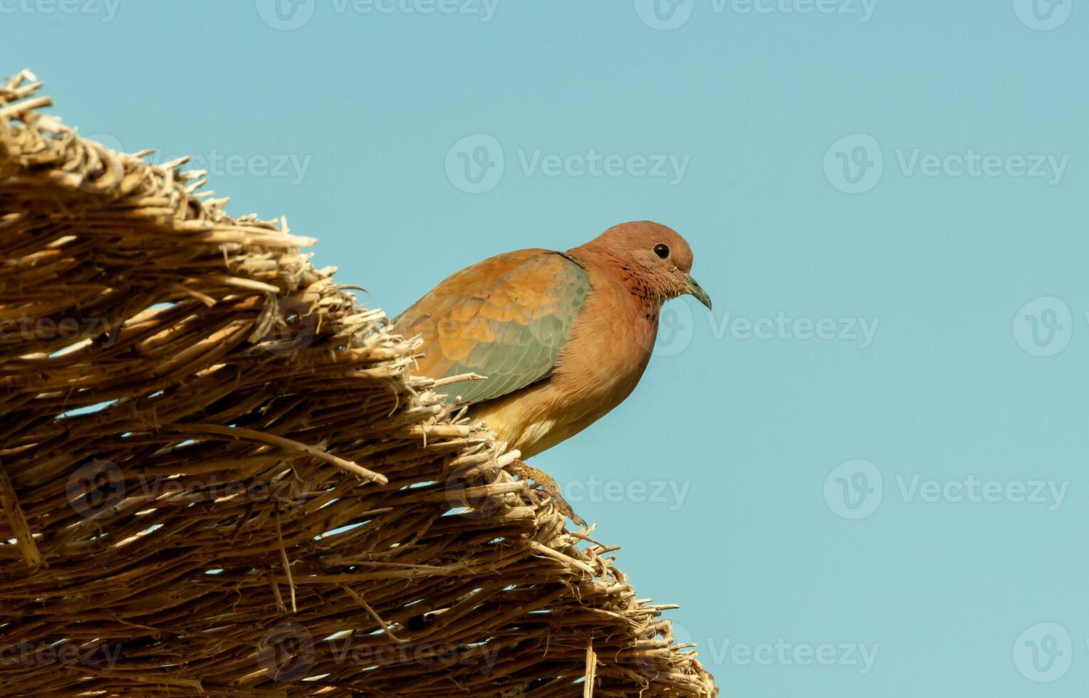 Egyptian pigeons on the territory of the hotel, tame birds, Egypt's avifauna, a bird photo