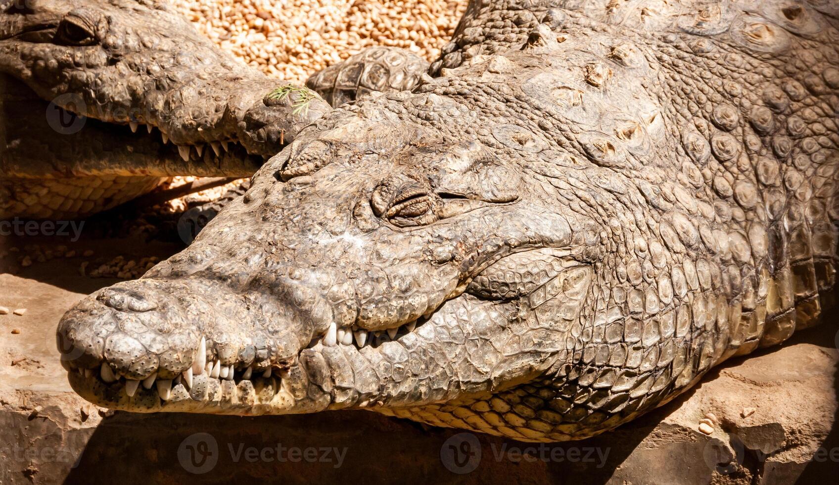 Large Nile crocodile Crocodylus niloticus in Egypt on the banks of the Nile photo