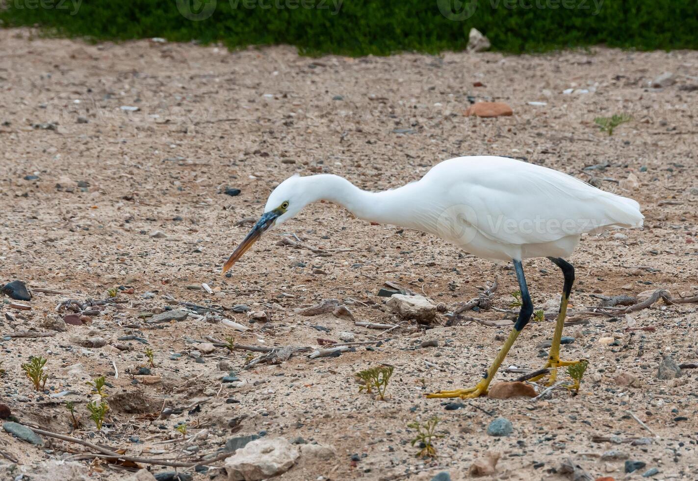 A white heron bird hunts on a sandy shore, Red Sea, Marsa Alam, Egypt photo