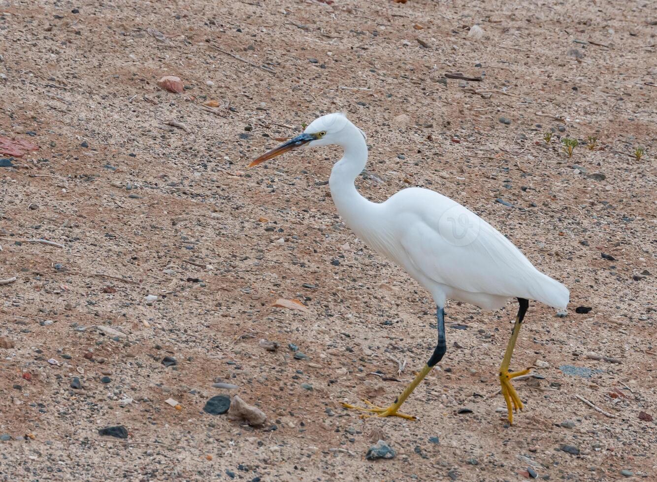 A white heron bird hunts on a sandy shore, Red Sea, Marsa Alam, Egypt photo