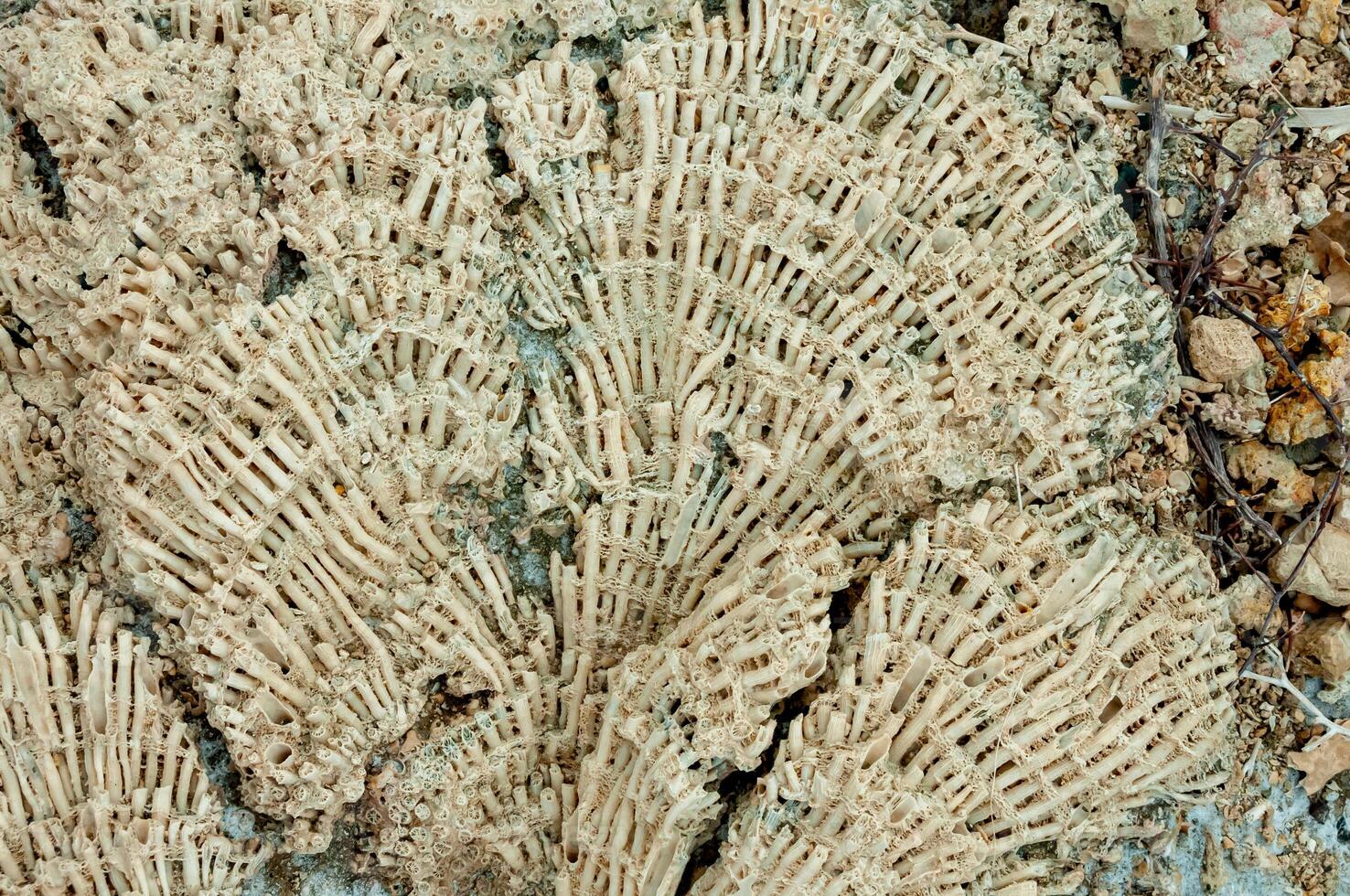 Calcareous skeleton of dead corals. Marsa Alam, Abu Dabab, Egypt photo