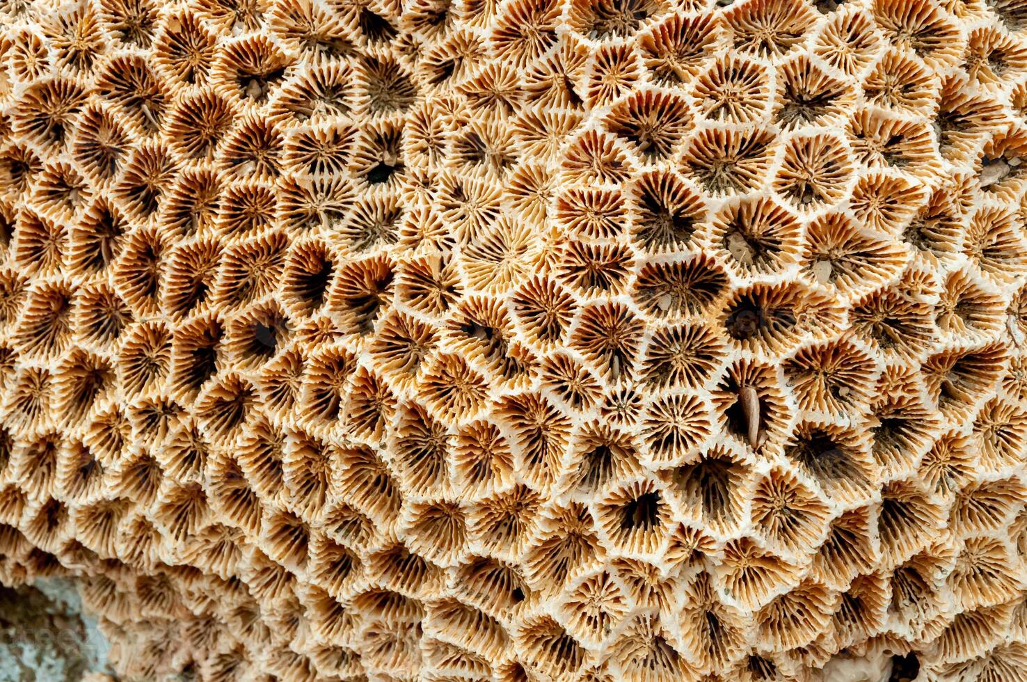 Calcareous skeleton of dead corals. Marsa Alam, Abu Dabab, Egypt photo