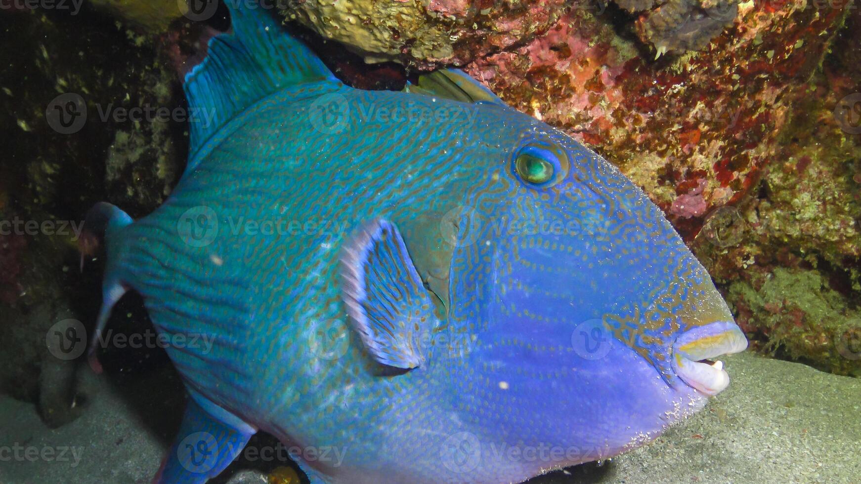 Blue triggerfish Pseudobalistes fuscus, fish at night resting on the bottom under the coral reef photo