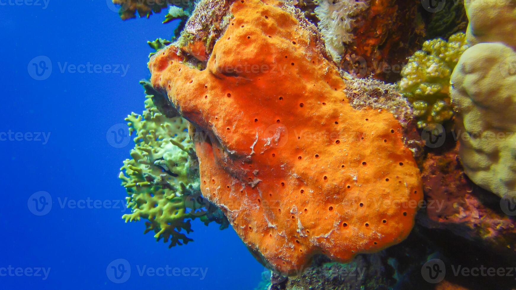Large pink sponge on a colorful coral reef in the Red Sea photo