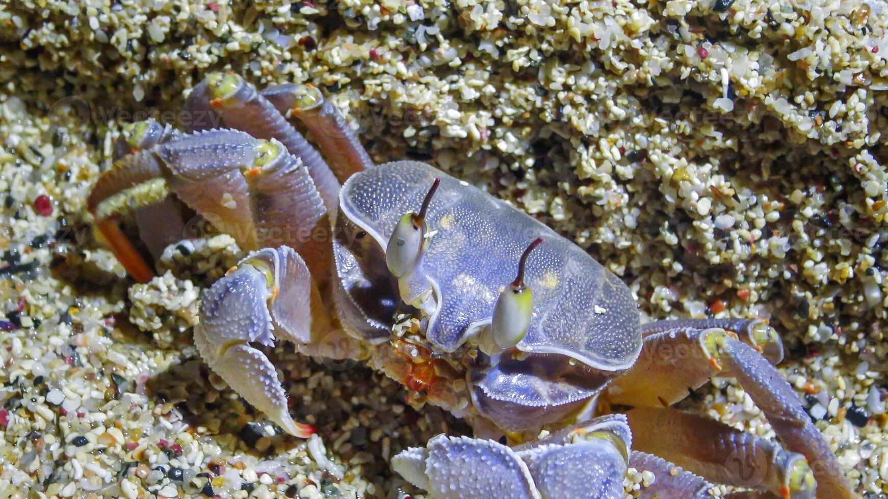 Red Sea ghost crab Ocypode saratan, crab runs along the sand, burrows in the sand photo