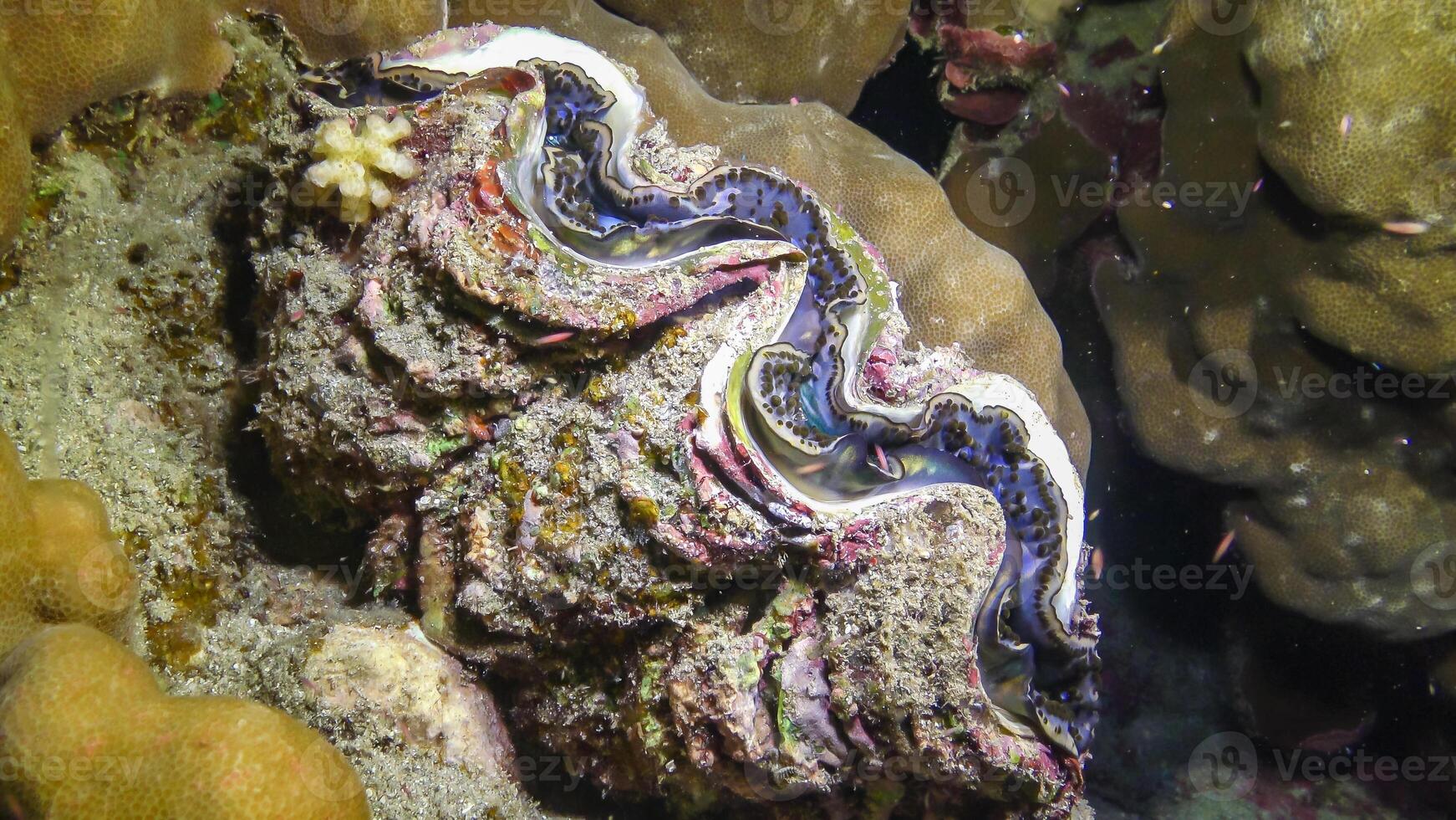 Bivalve Tridacna Maxima bivalve mollusk, grown among corals on the reef photo