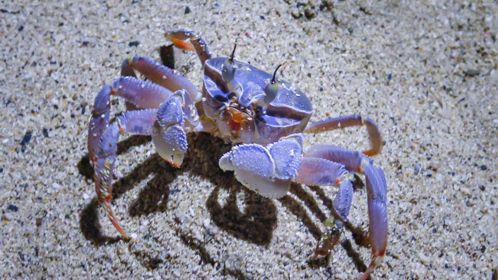 Red Sea ghost crab Ocypode saratan, crab runs along the sand, burrows in the sand photo