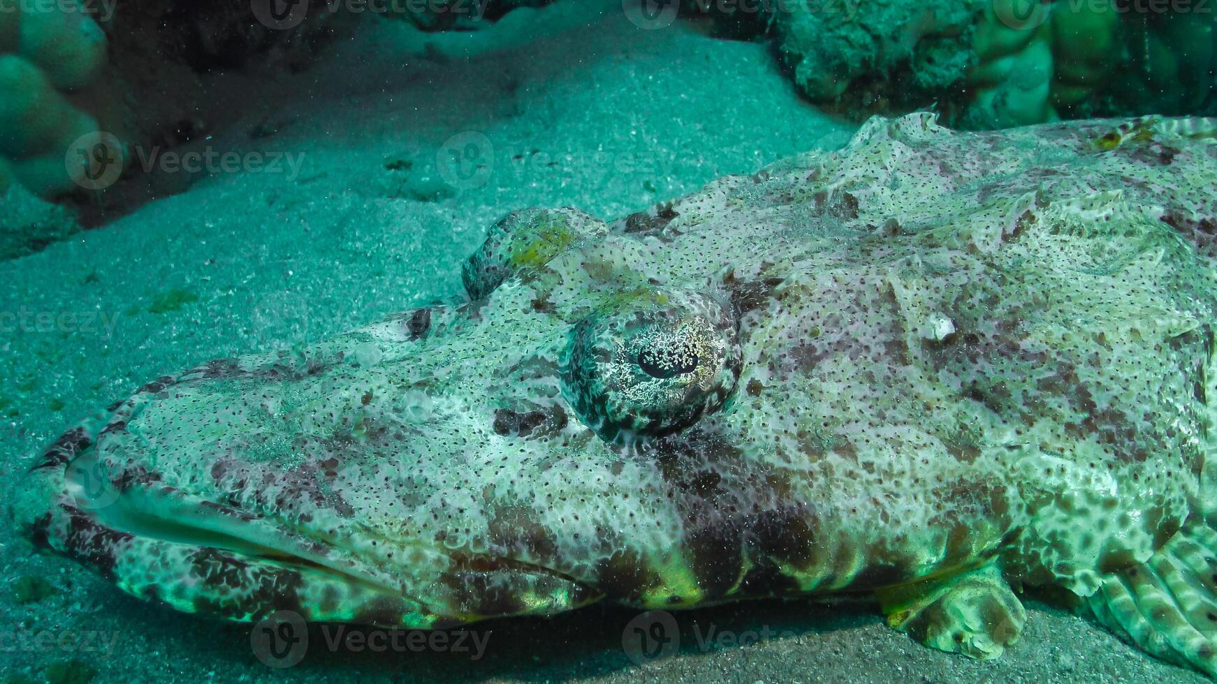 Lying on the bottom Carpet flathead Papilloculiceps longiceps, Abu Dabb, Egypt photo