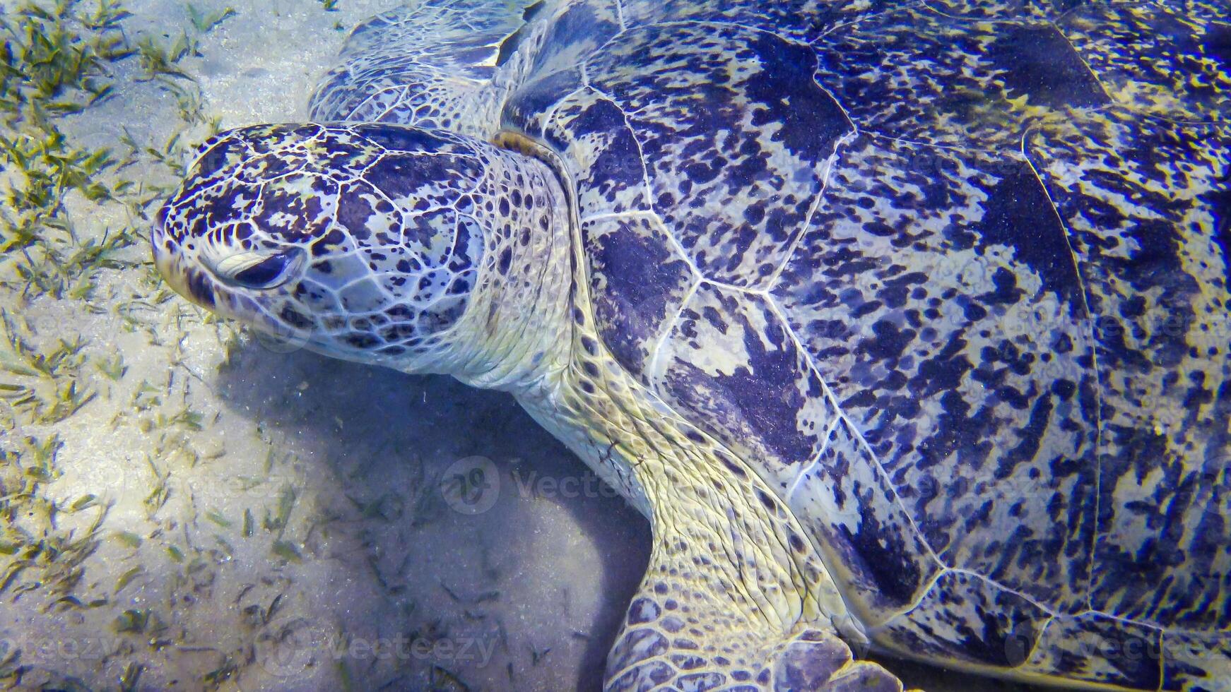 Green sea turtle Chelonia mydas eating seaweed on the seabed photo