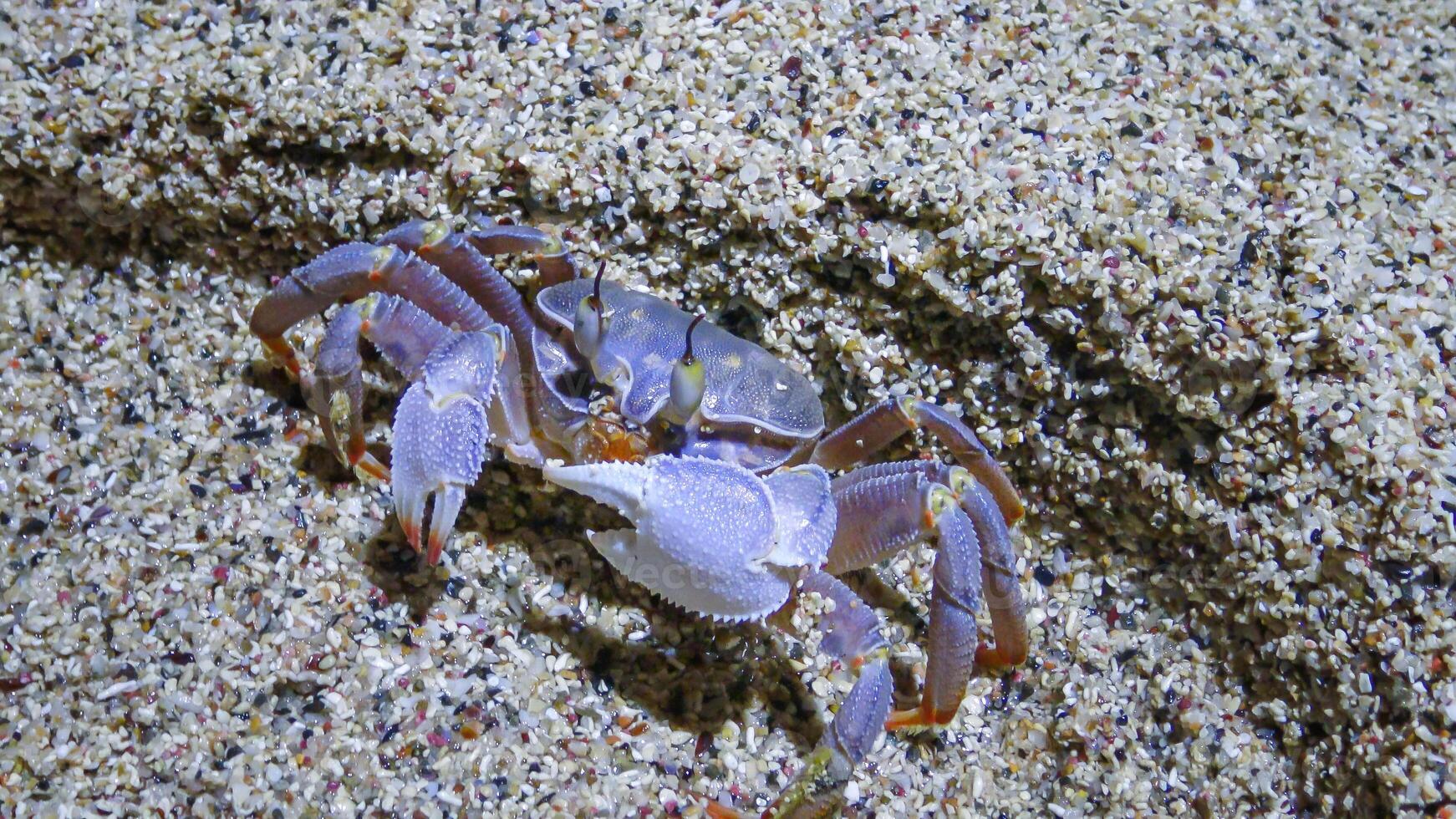 Red Sea ghost crab Ocypode saratan, crab runs along the sand, burrows in the sand photo