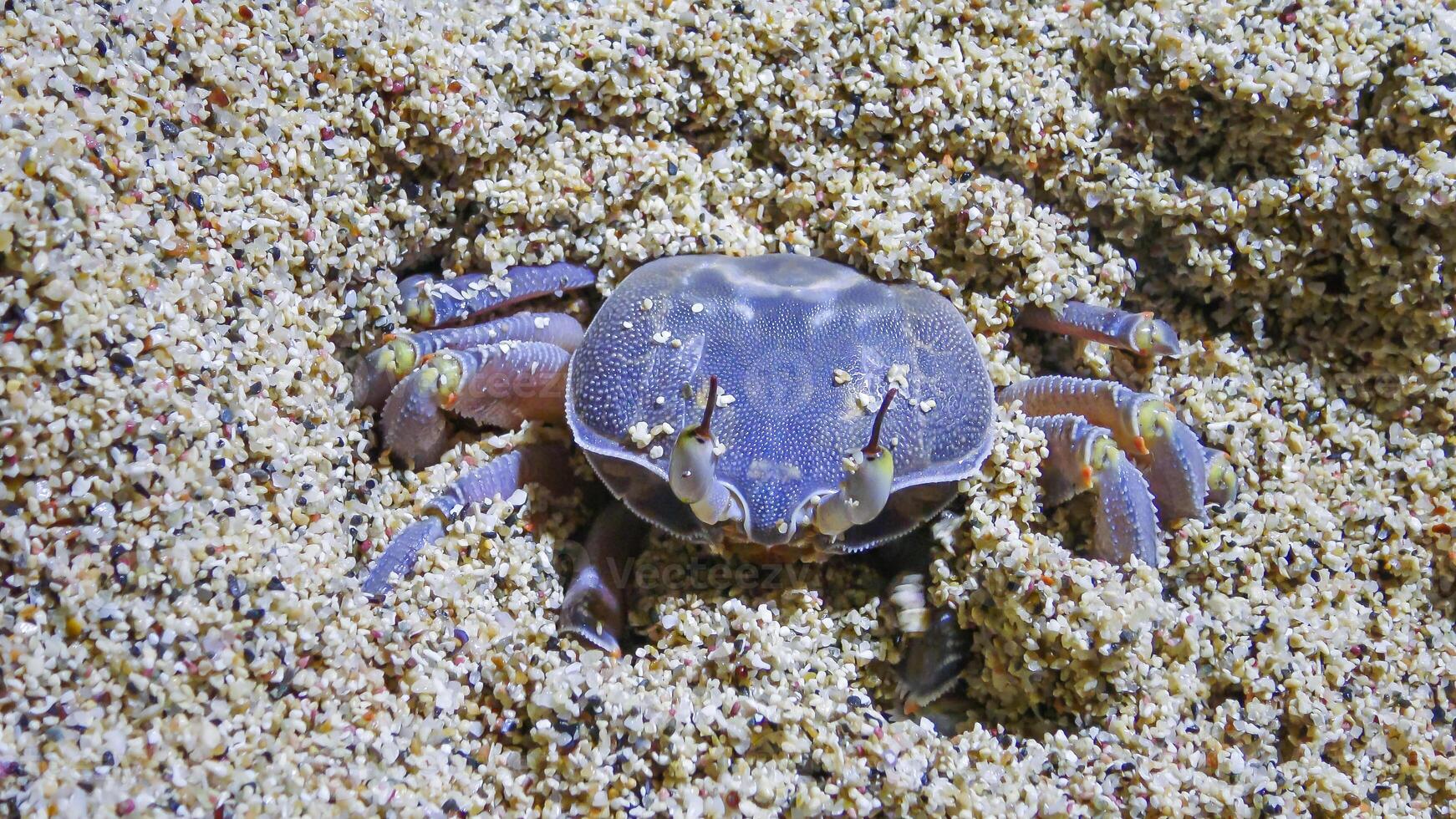 Red Sea ghost crab Ocypode saratan, crab runs along the sand, burrows in the sand photo