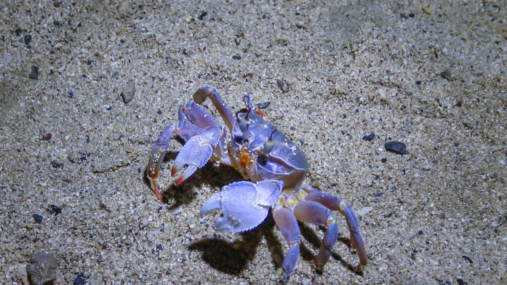 Red Sea ghost crab Ocypode saratan, crab runs along the sand, burrows in the sand photo