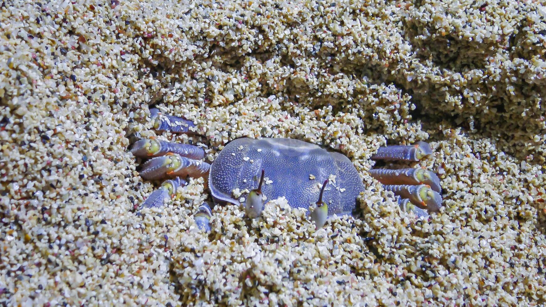 Red Sea ghost crab Ocypode saratan, crab runs along the sand, burrows in the sand photo