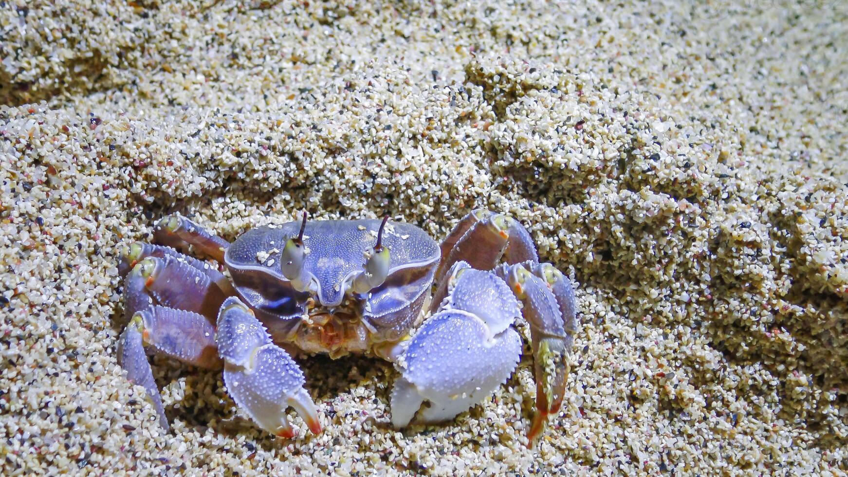 Red Sea ghost crab Ocypode saratan, crab runs along the sand, burrows in the sand photo