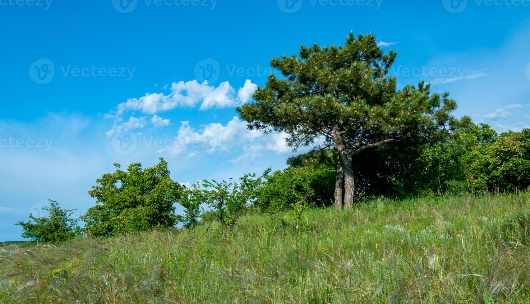 Lonely pine among the steppe vegetation on the bank of the Tiligul estuary, Ukraine photo