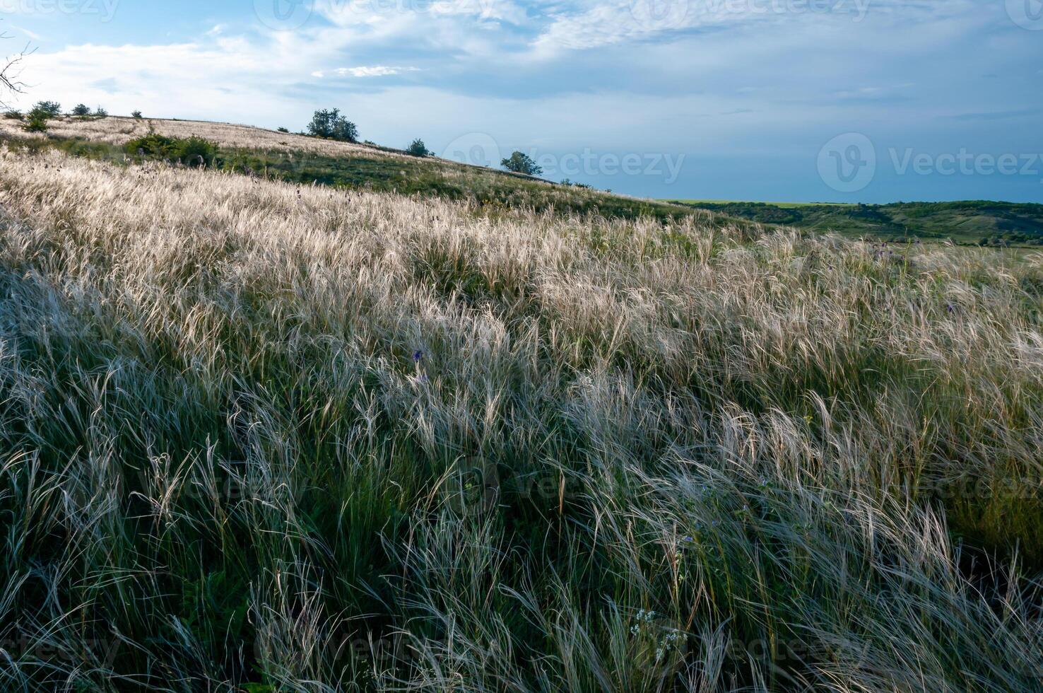 Ukrainian feather grass steppe, Bunchgrass species Stipa capillata photo