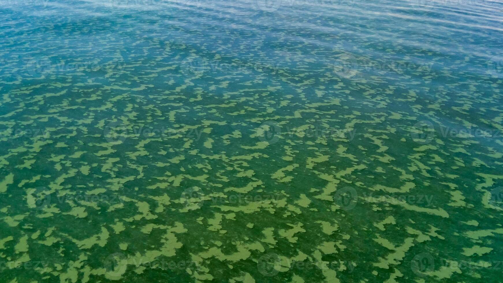 Algae float on the surface of the water in the Black Sea, a toxic blue-green algae Nodularia spumigena photo