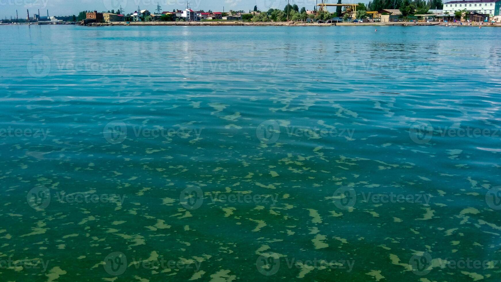 Algae float on the surface of the water in the Black Sea, a toxic blue-green algae Nodularia spumigena photo