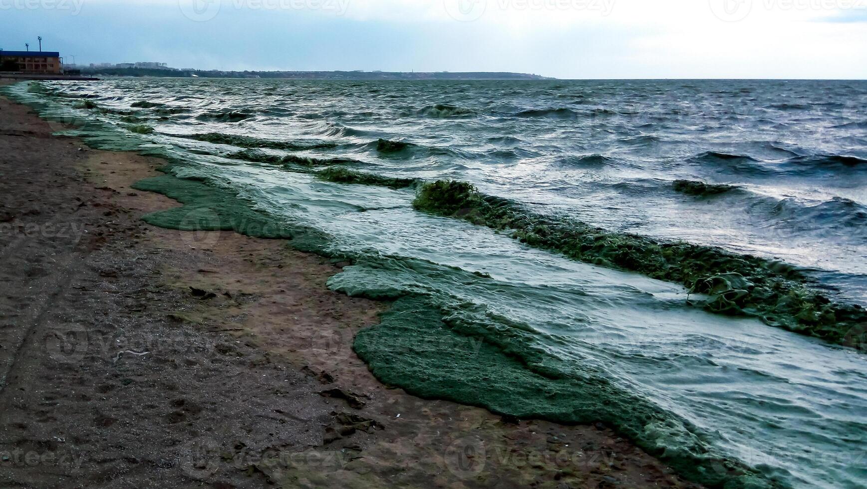 Storm washed up on the Black Sea a toxic blue-green algae Nodularia spumigena photo