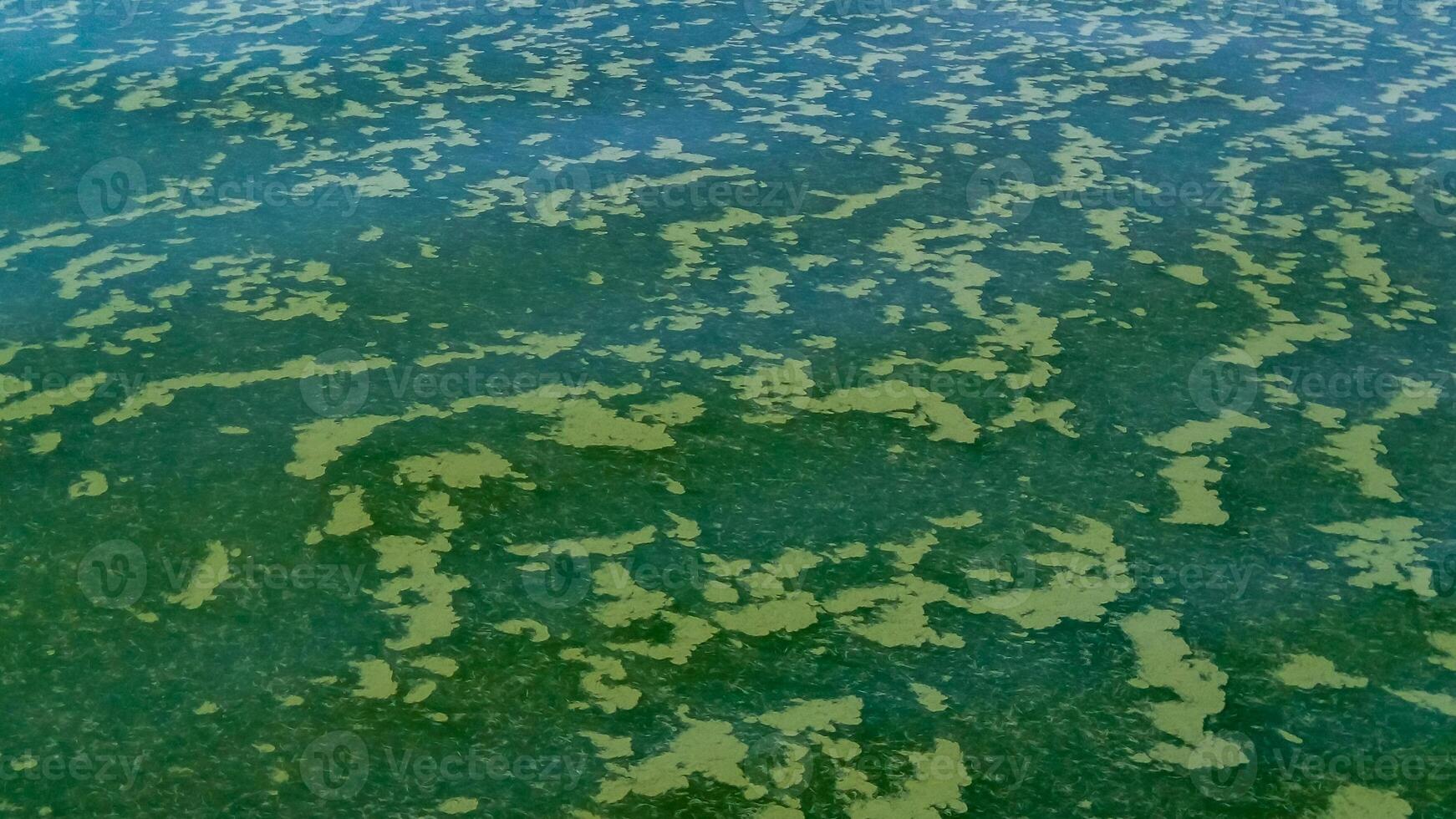 Algae float on the surface of the water in the Black Sea, a toxic blue-green algae Nodularia spumigena photo