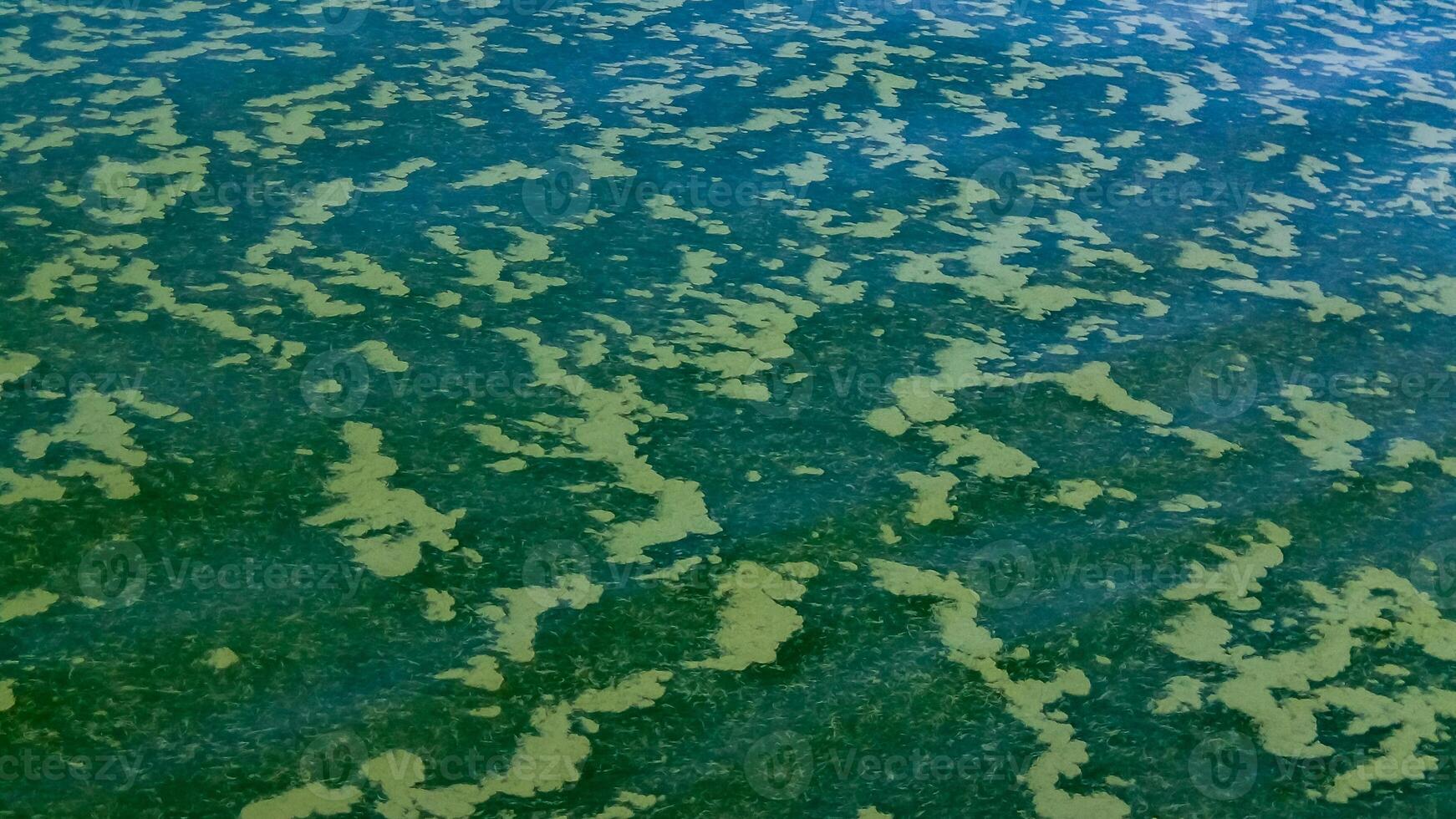 Algae float on the surface of the water in the Black Sea, a toxic blue-green algae Nodularia spumigena photo