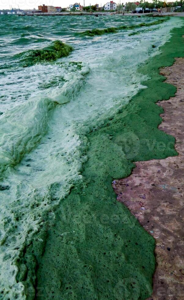 Storm washed up on the Black Sea a toxic blue-green algae Nodularia spumigena photo