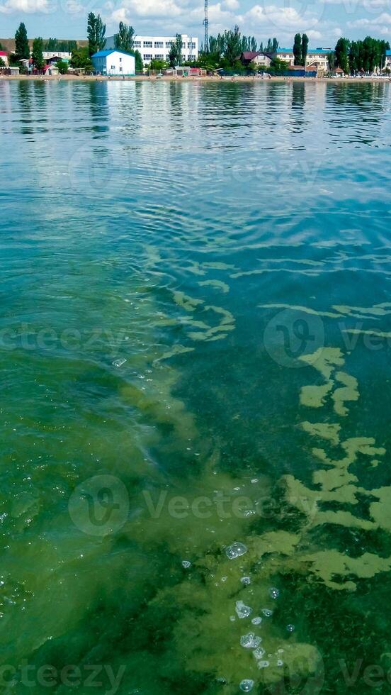 Algae float on the surface of the water in the Black Sea, a toxic blue-green algae Nodularia spumigena photo