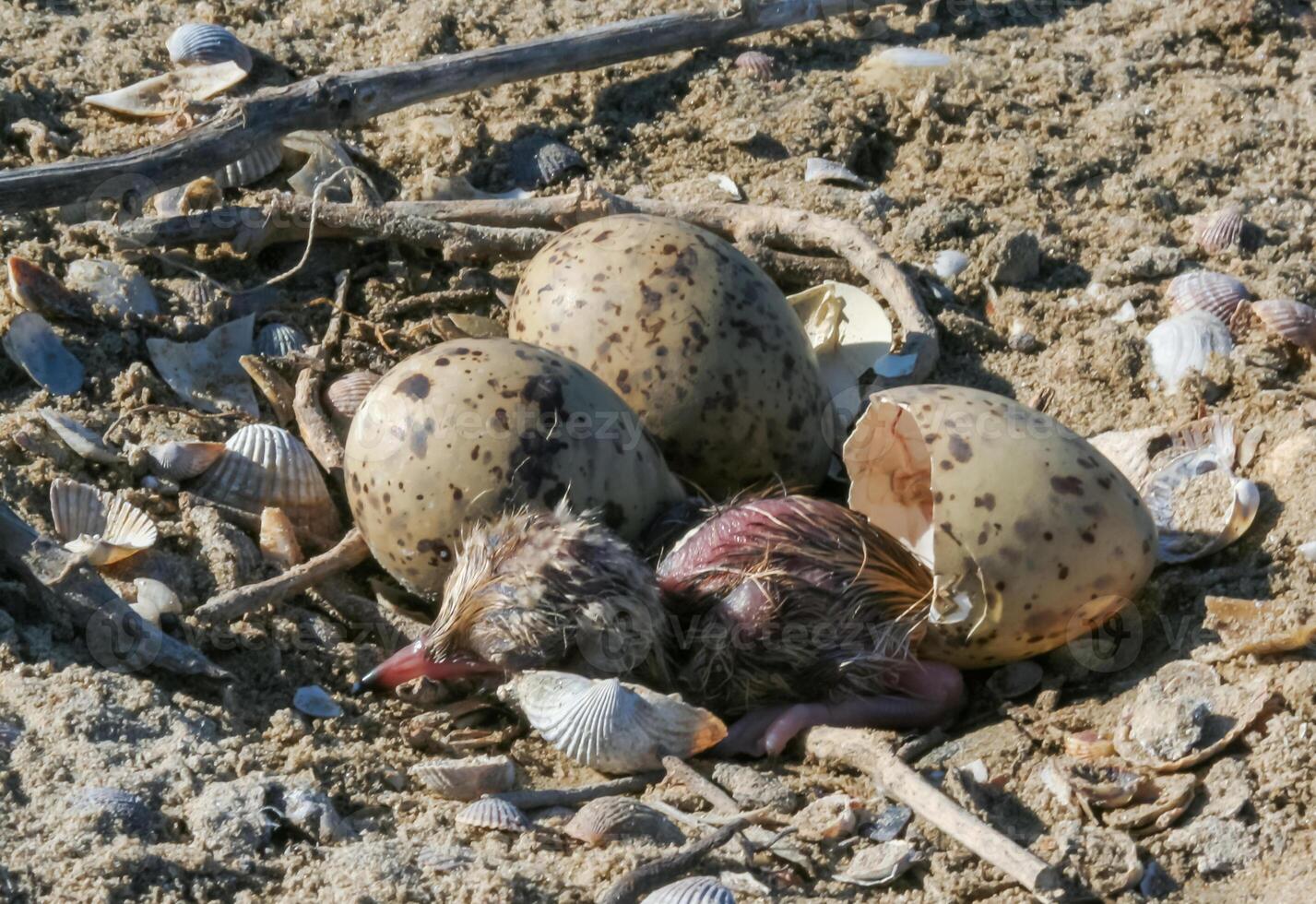 Sandwich tern Thalasseus sandvicensis, tern chick in the nest, Tiligulskiy estuary, Ukraine photo