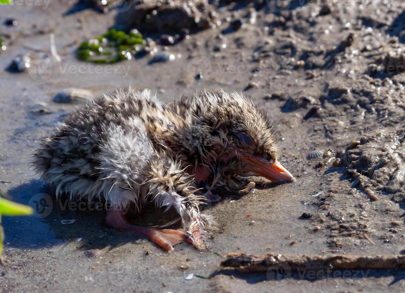 Sandwich tern Thalasseus sandvicensis, nestling mimics against the background of gray earth on the bank photo