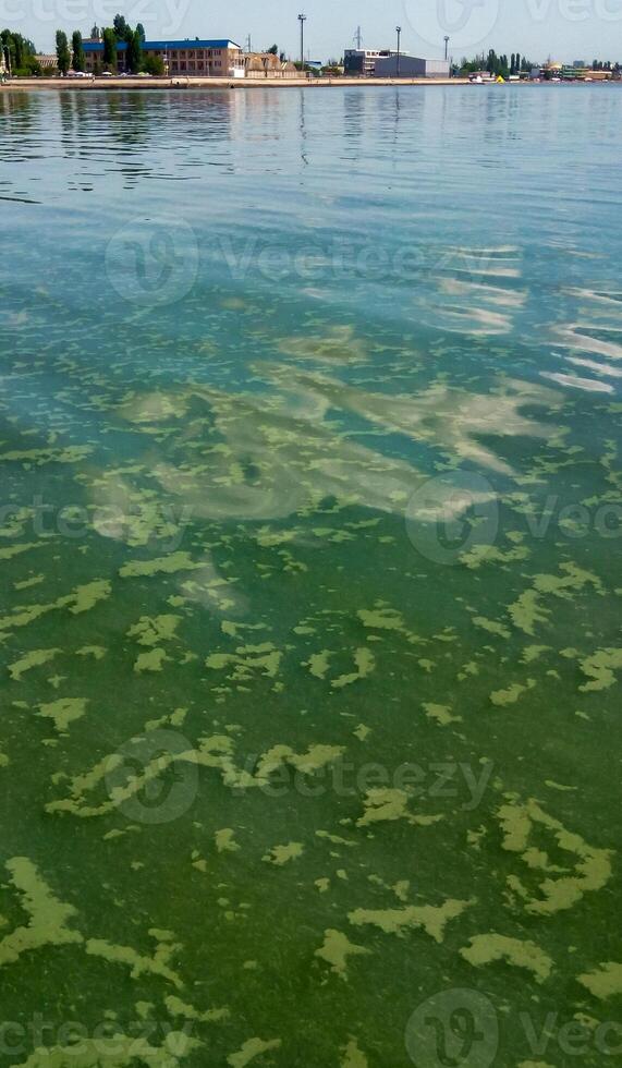 Algae float on the surface of the water in the Black Sea, a toxic blue-green algae Nodularia spumigena photo