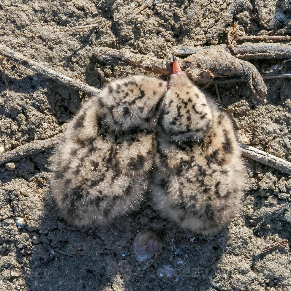 Sandwich tern Thalasseus sandvicensis, tern chick in the nest, Tiligulskiy estuary, Ukraine photo