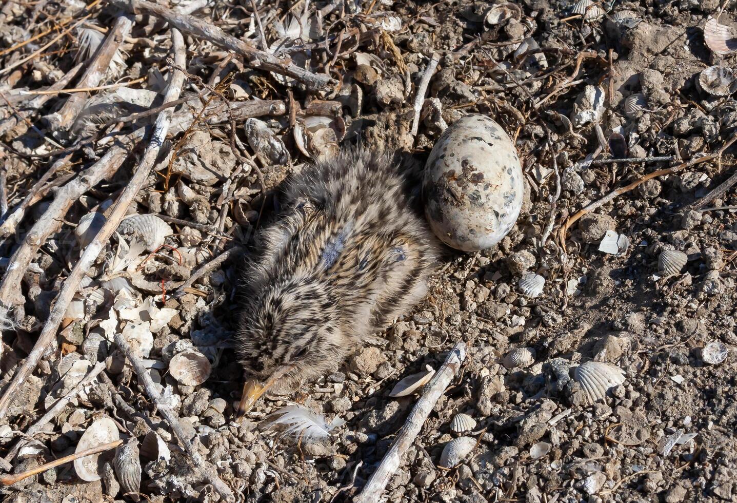 Sandwich tern Thalasseus sandvicensis, nestling mimics against the background of gray earth on the bank photo