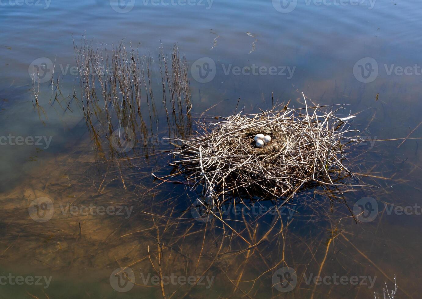 Nest from plant branches with eggs in the shallow water of the Tiligul estuary, Ukraine photo