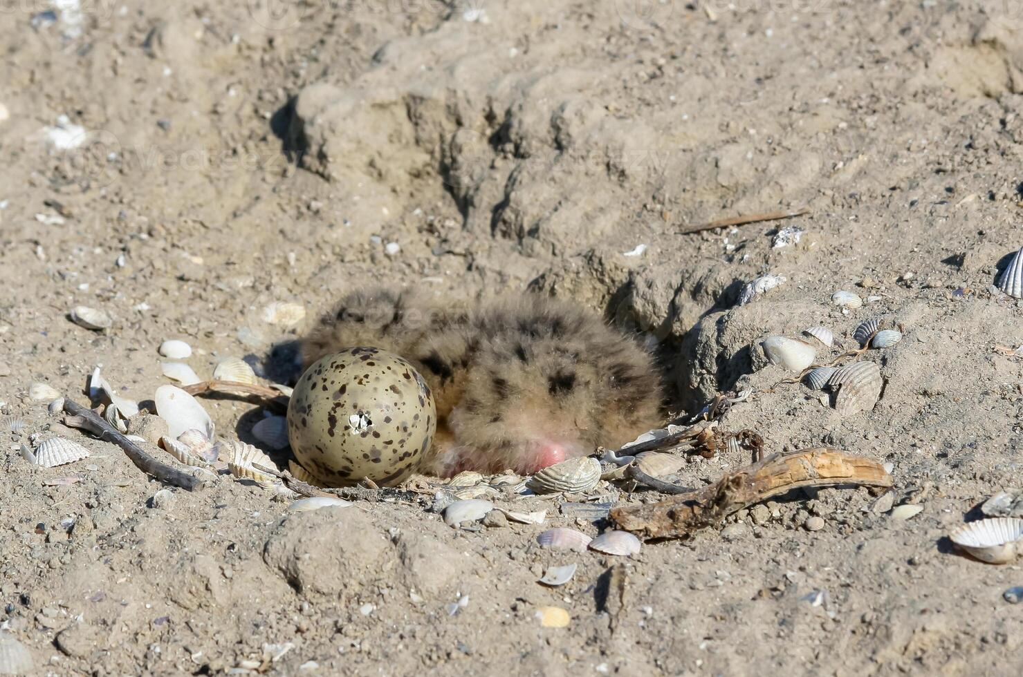 Sandwich tern Thalasseus sandvicensis, tern chick in the nest, Tiligulskiy estuary, Ukraine photo