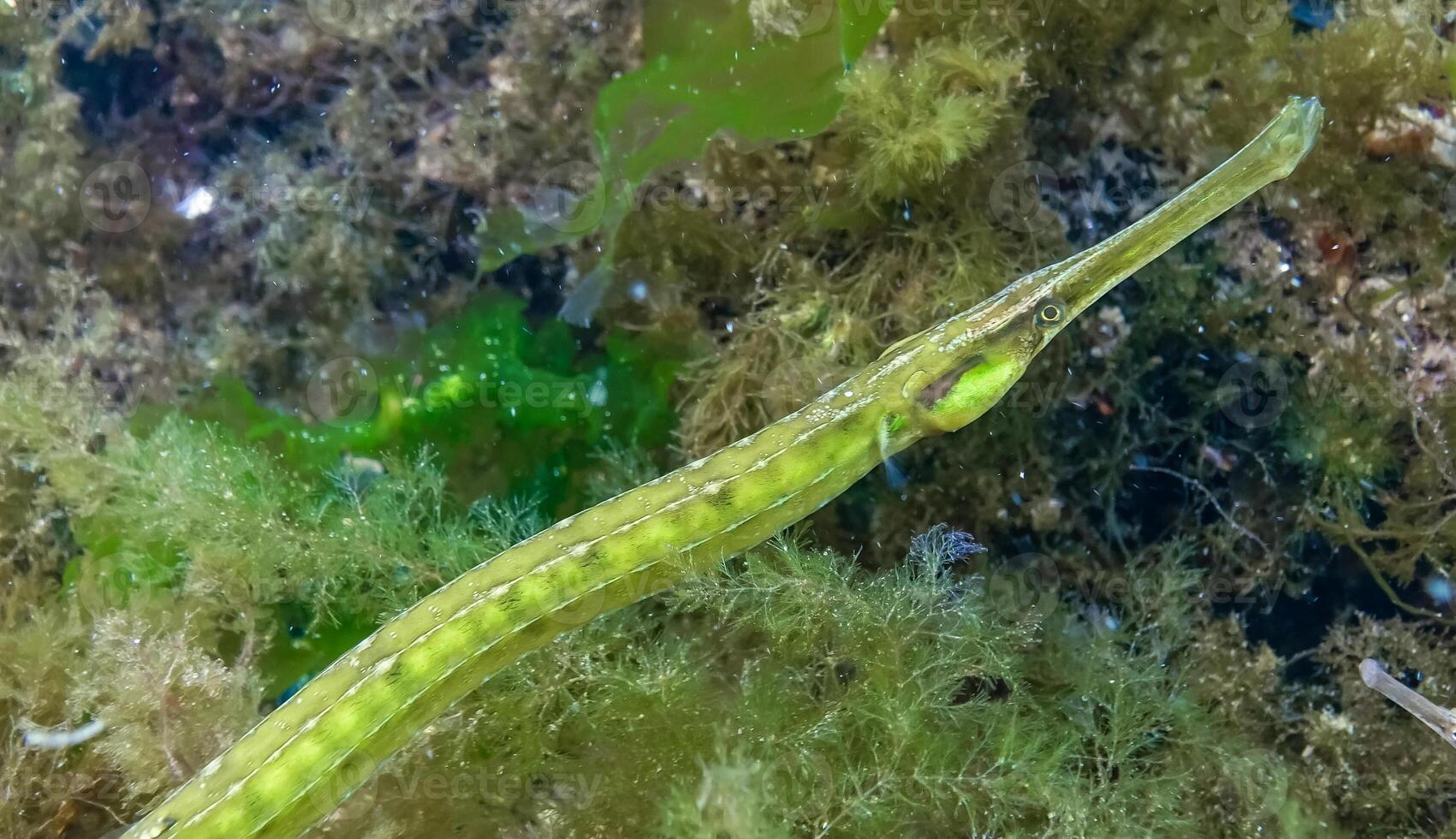 Fish in the thickets of seaweed. Broadnosed pipefish Syngnathus typhle photo