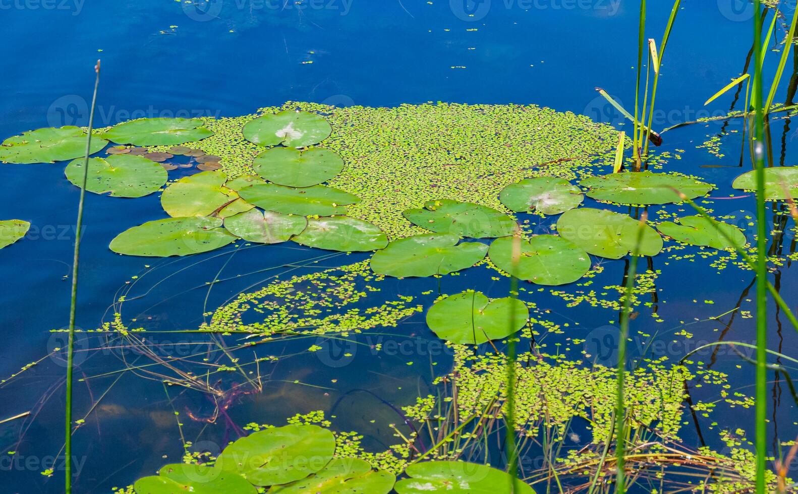Floating aquatic plants, water lily Nymphaea candida and yellow capsule Nuphar lutea photo
