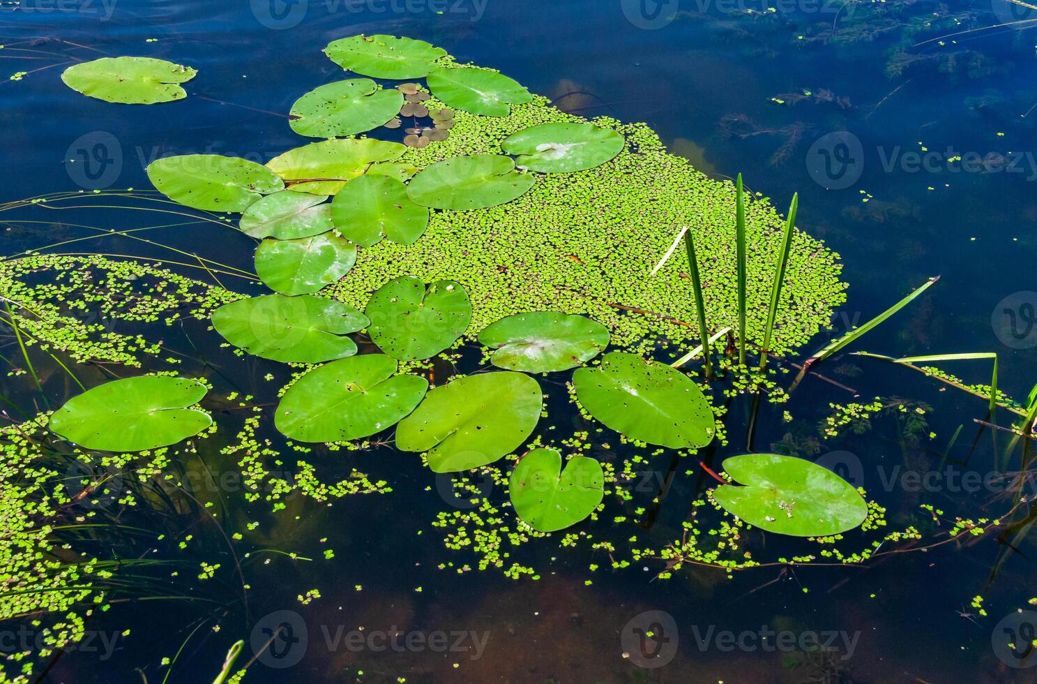 Floating aquatic plants, water lily Nymphaea candida and yellow capsule Nuphar lutea photo