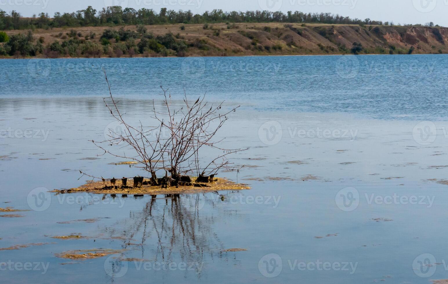 An island with a small tree on a flooded shore in the Tiligul estuary, Ukraine photo