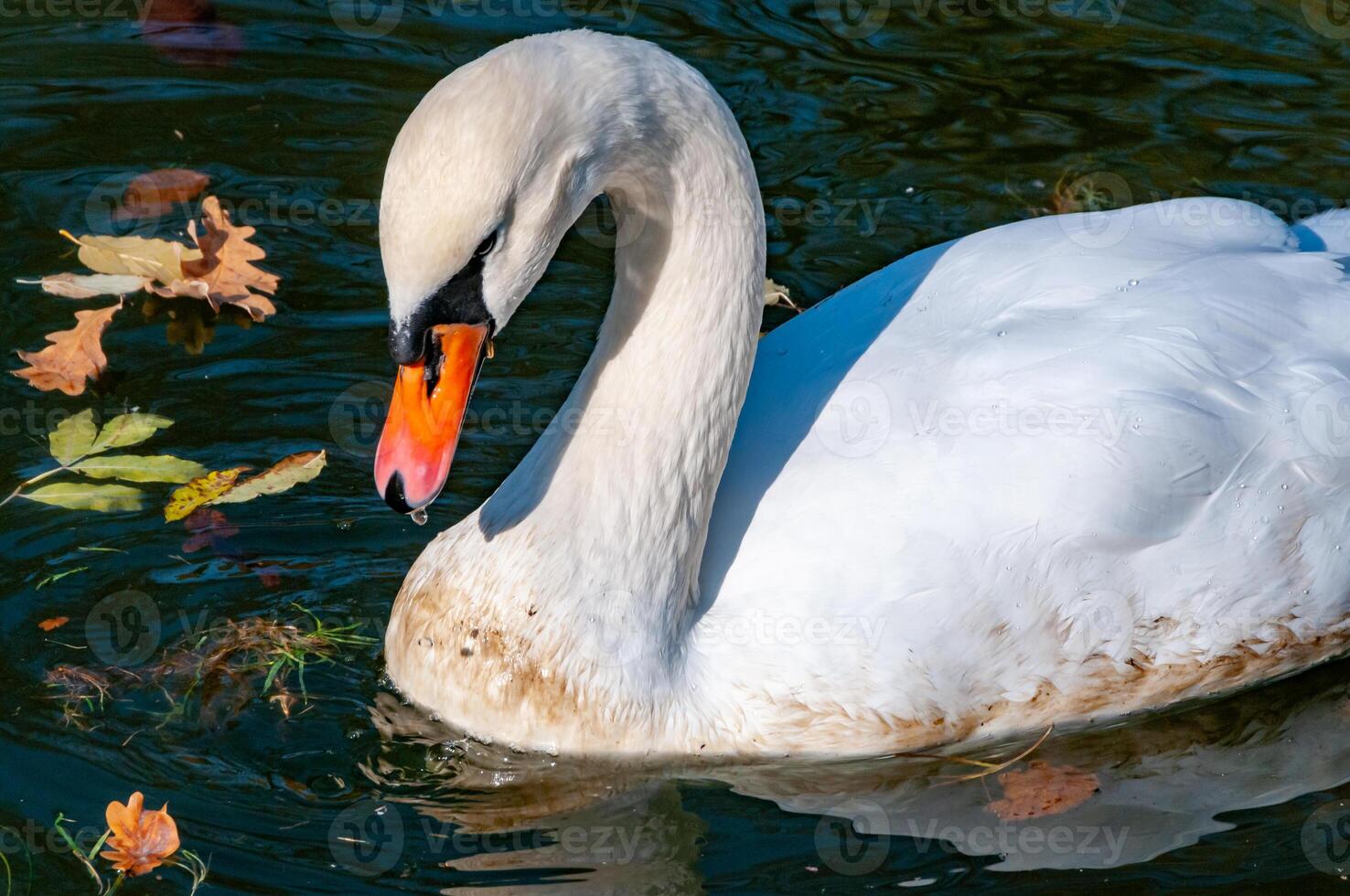 Swan Cygnus olor slowly swim near the shore in the Sophia Park, Uman, Ukraine photo