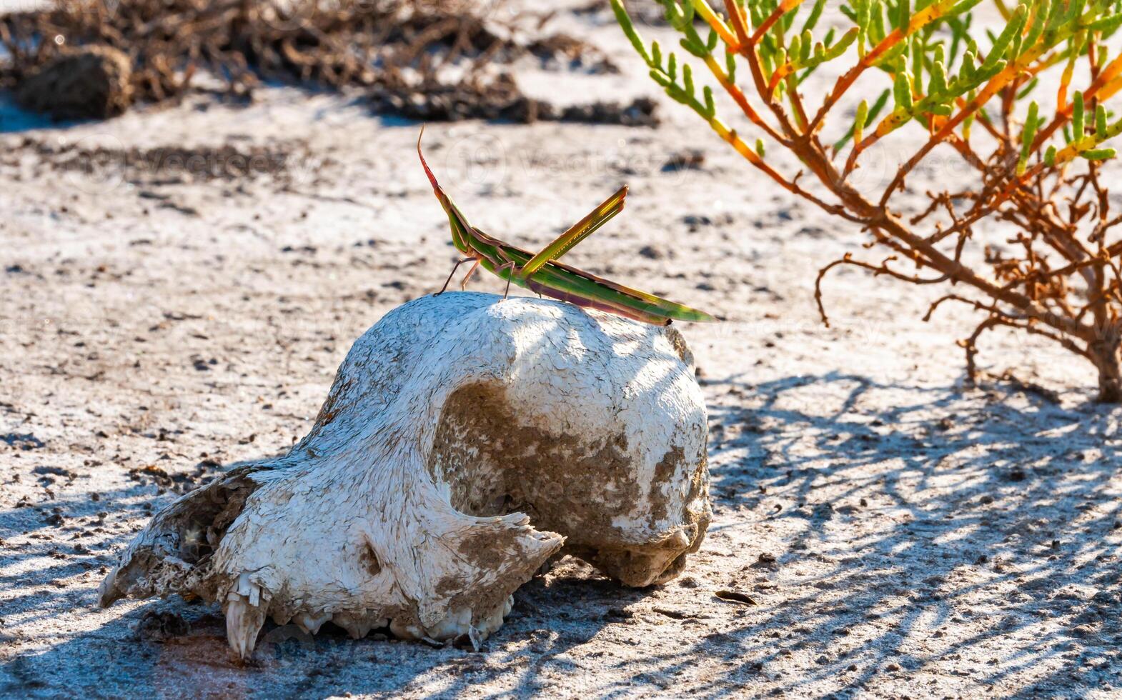 Acrida ungarica, insect sits on an old skull of a predatory animal against the background of cracked mud photo