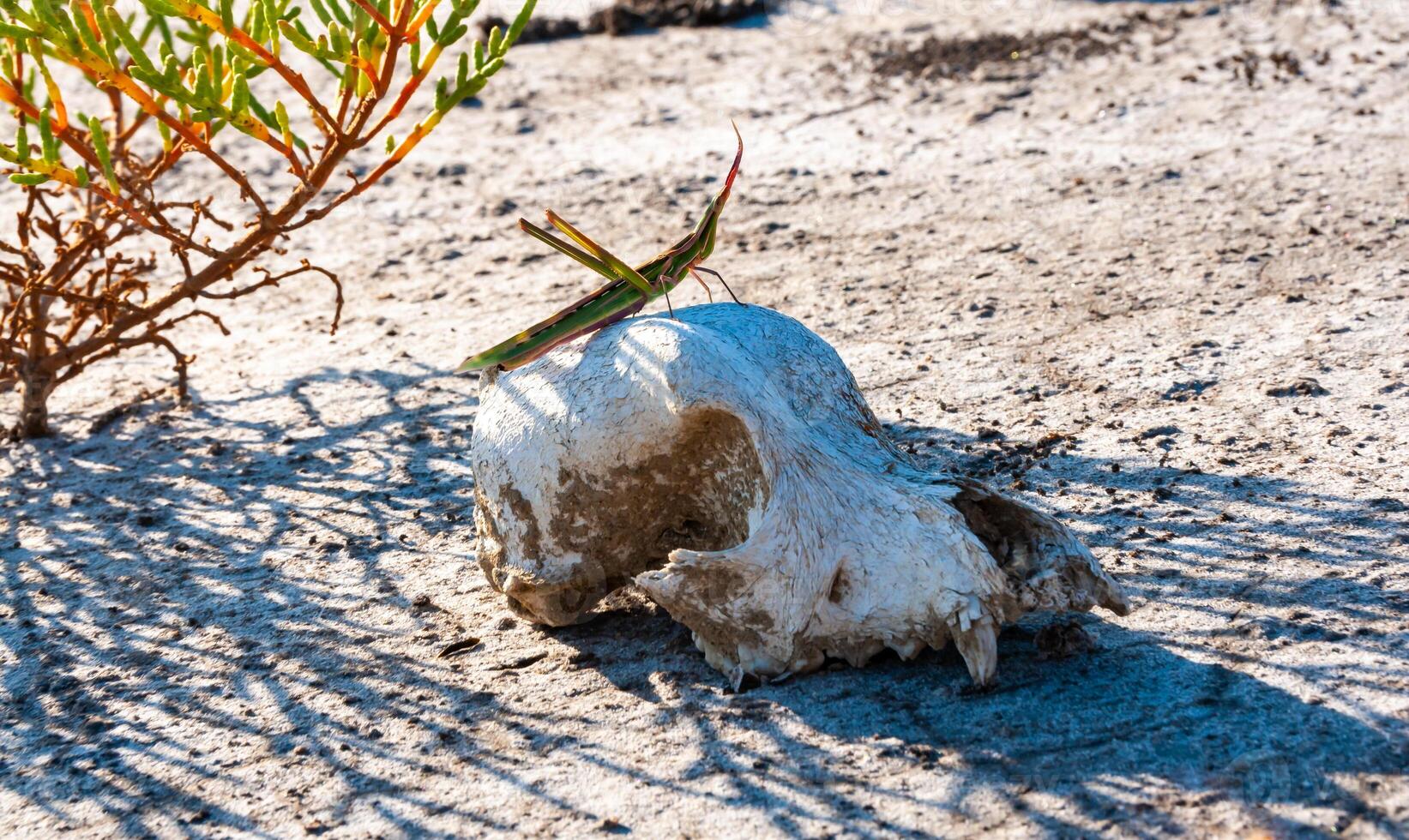 Acrida ungarica, insect sits on an old skull of a predatory animal against the background of cracked mud photo