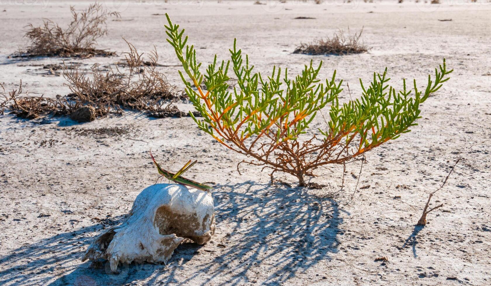 Acrida ungarica, insect sits on an old skull of a predatory animal against the background of cracked mud photo