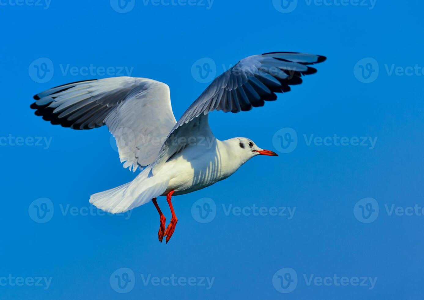 The black-headed gull Chroicocephalus ridibundus -Larus ridibundus, seagull photo