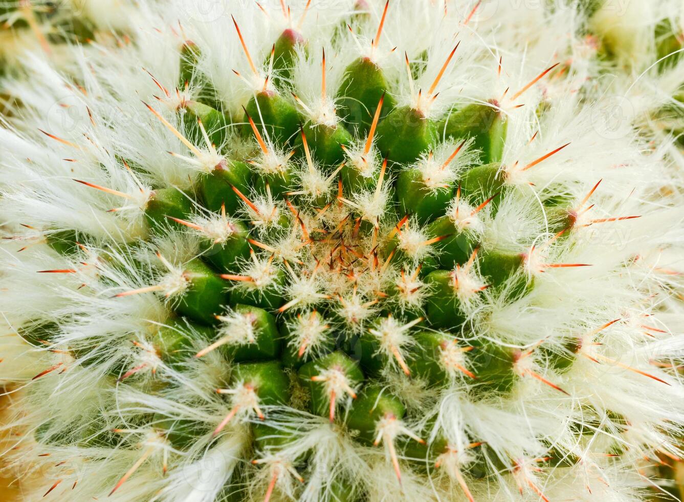 Mammillaria sp. - cactus from botanical garden in Odessa. photo