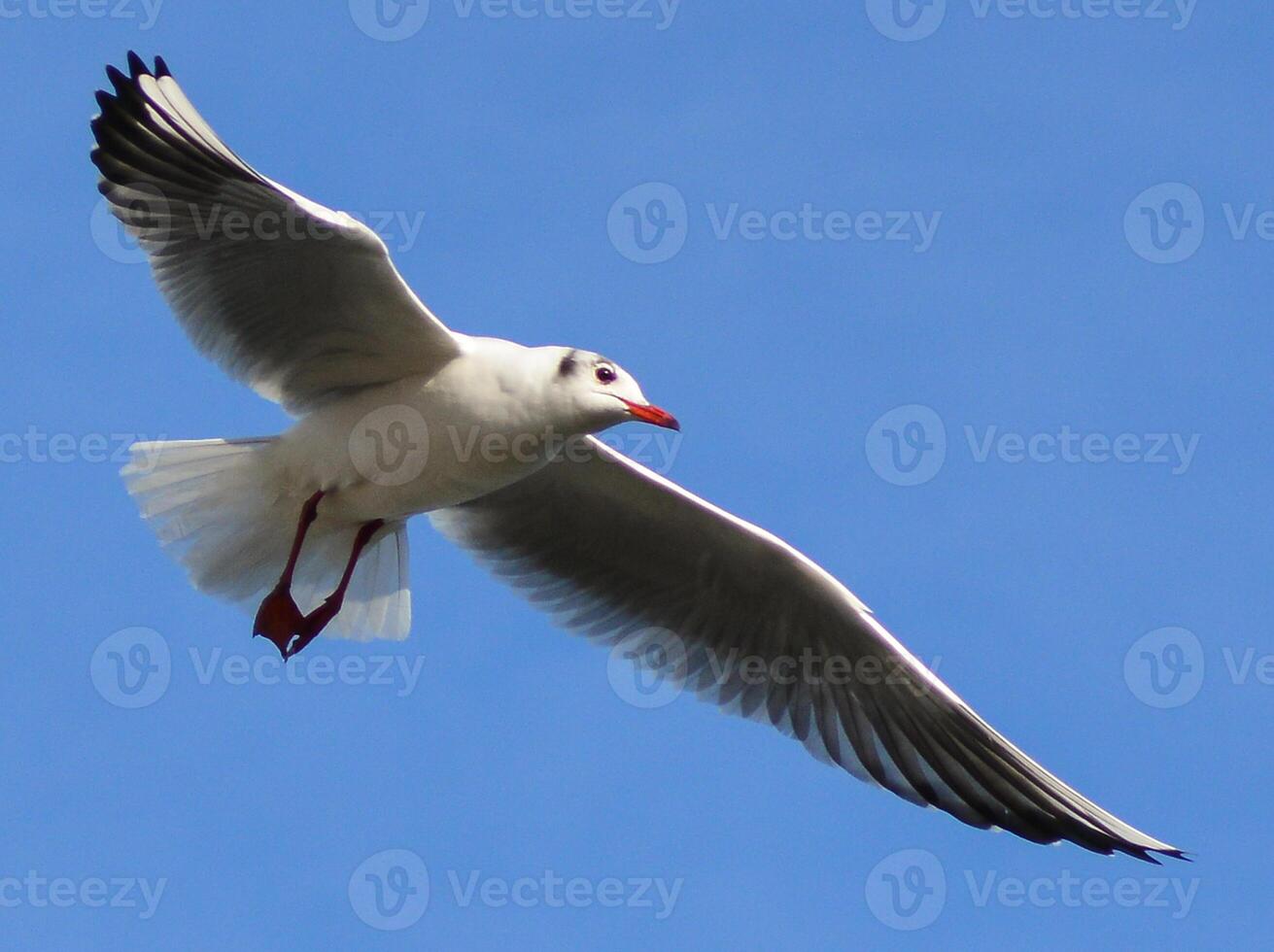 The black-headed gull Chroicocephalus ridibundus Larus ridibundus. Bird in flight with its wings spread wide, Black Sea photo