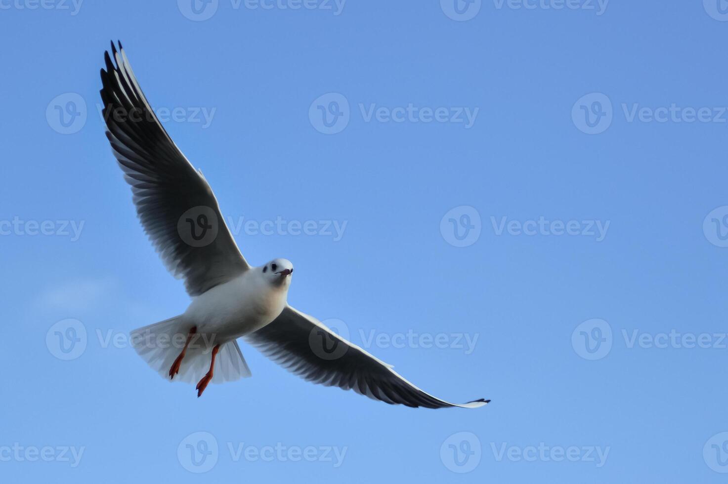 The black-headed gull Chroicocephalus ridibundus Larus ridibundus. Bird in flight with its wings spread wide, Black Sea photo