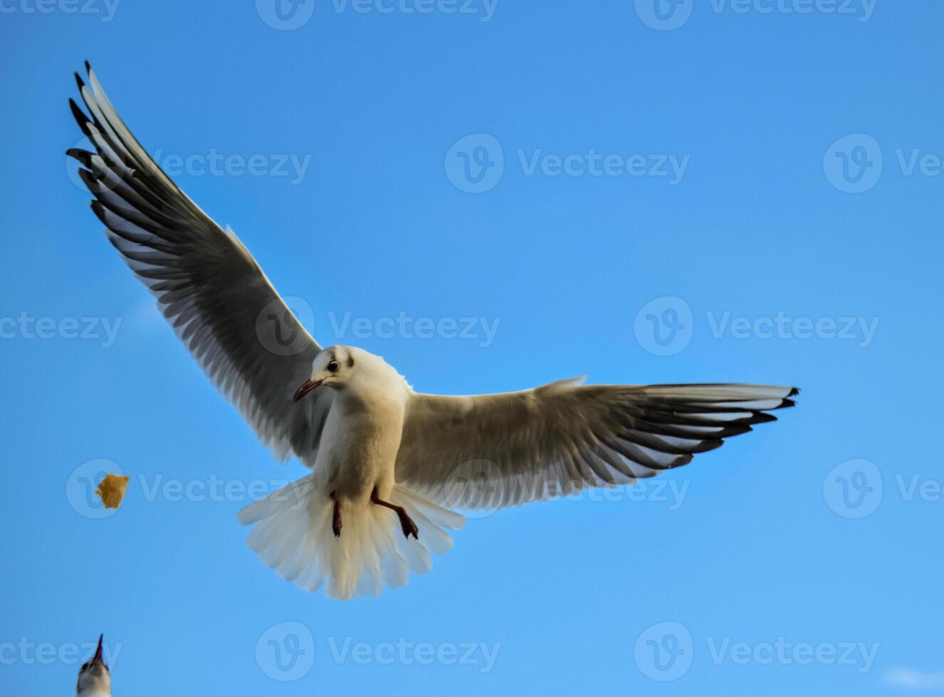The black-headed gull Chroicocephalus ridibundus Larus ridibundus. Bird in flight with its wings spread wide, Black Sea photo