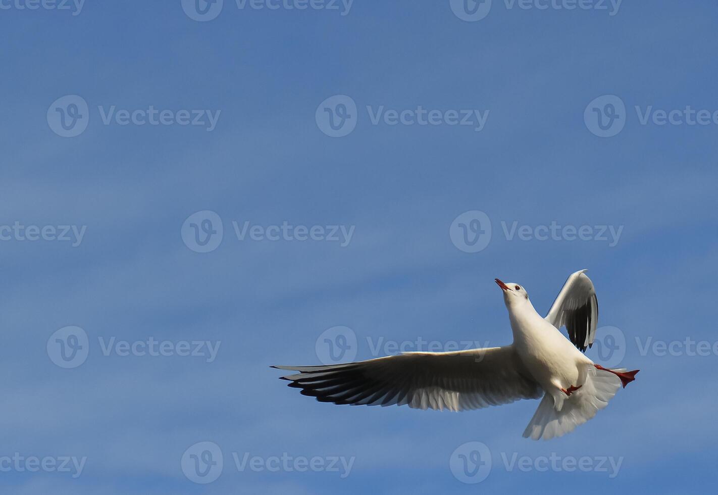 The black-headed gull Chroicocephalus ridibundus Larus ridibundus. Bird in flight with its wings spread wide, Black Sea photo