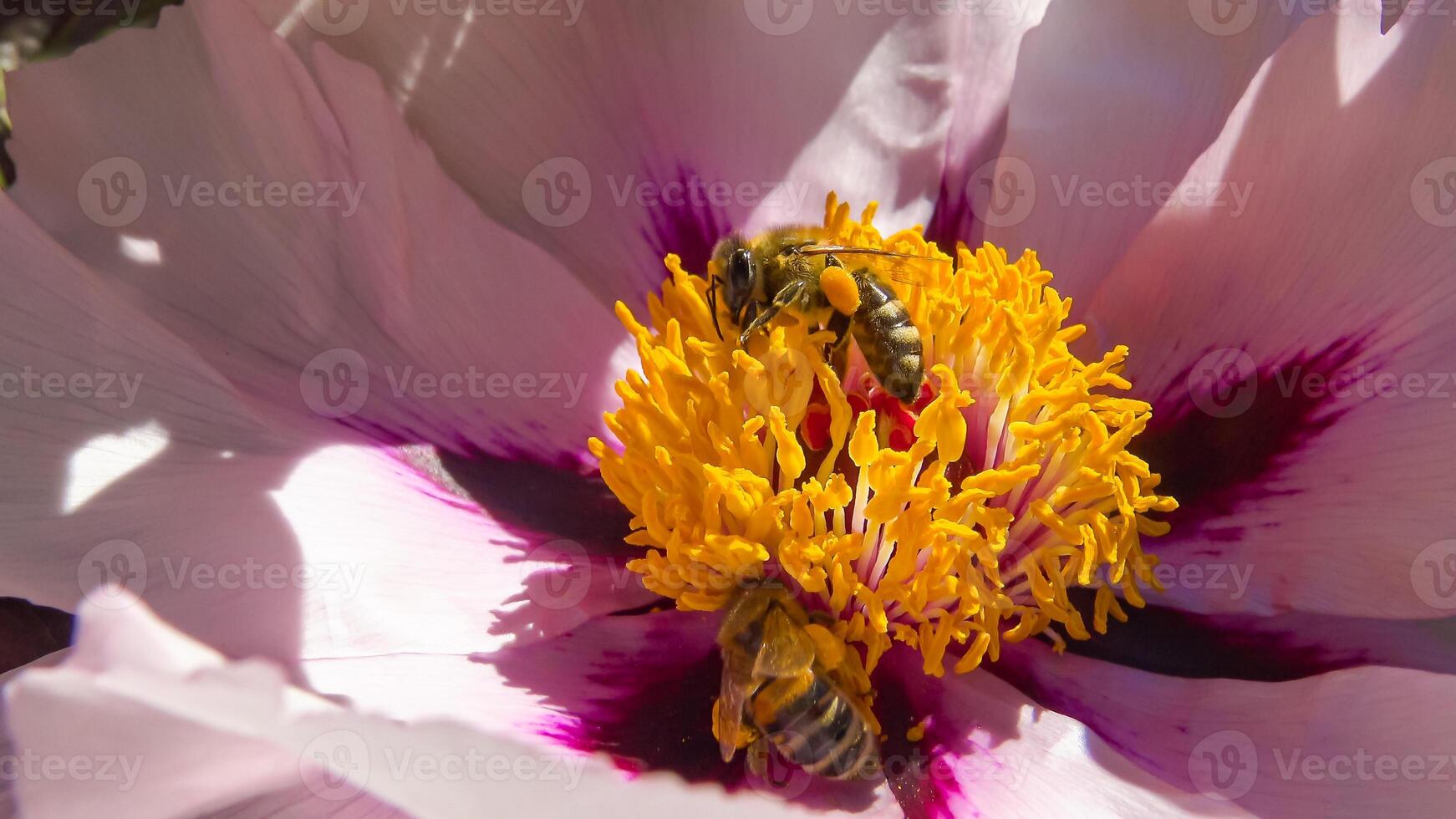 Honey bees collect nectar and pollen in the red flowers of a garden peony photo